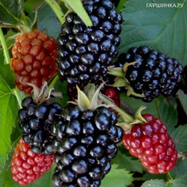 Ежевика Лох Несс