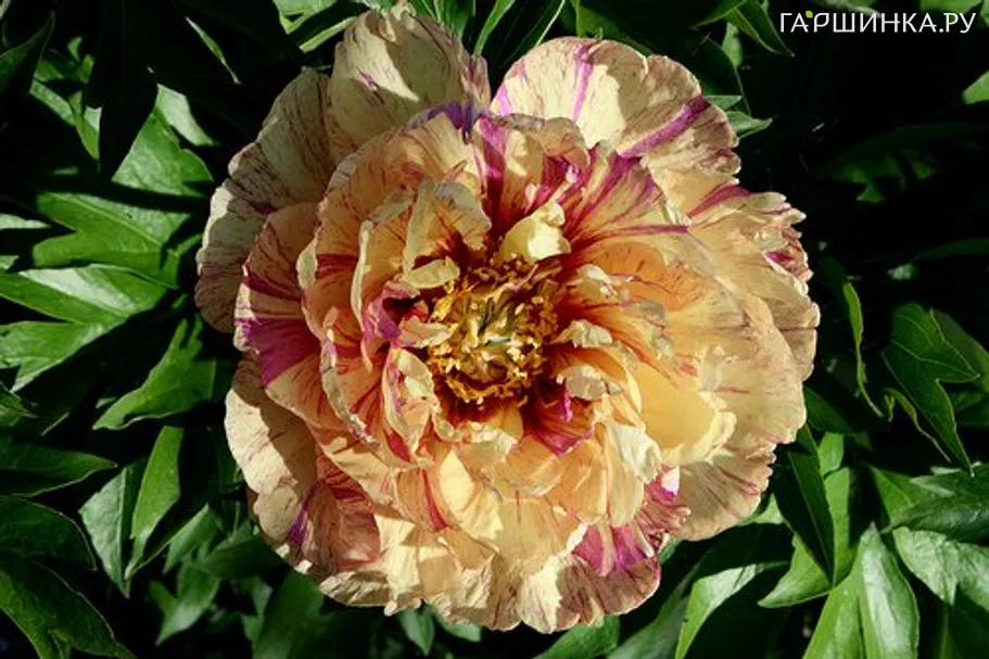 Пион Лоллипоп (ИТО)