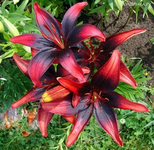 Лилия Лондон Харт азиатская/2шт