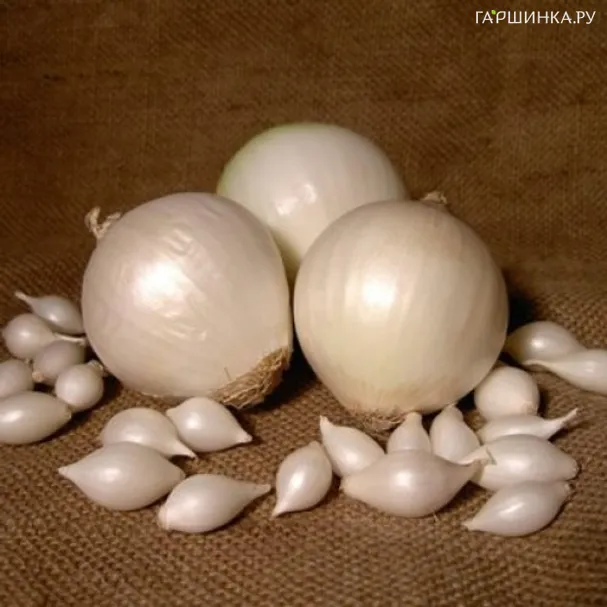 Лук-севок Сноуболл 0,5кг