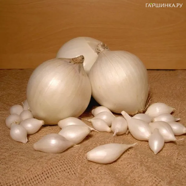 Лук-севок Стардаст (белый) 0,5 кг