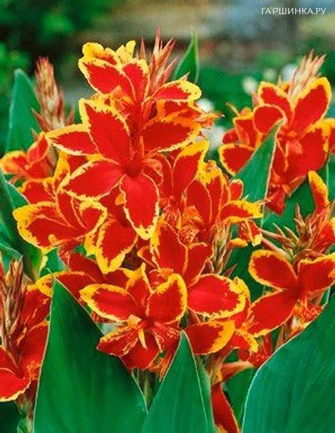 Канна Люцифер