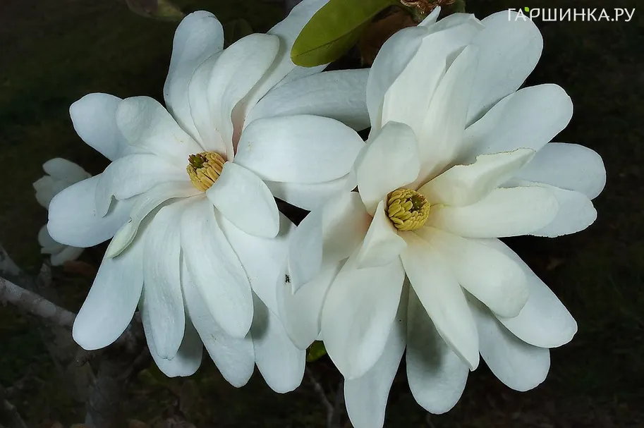 Магнолия Роял Стар звездчатая