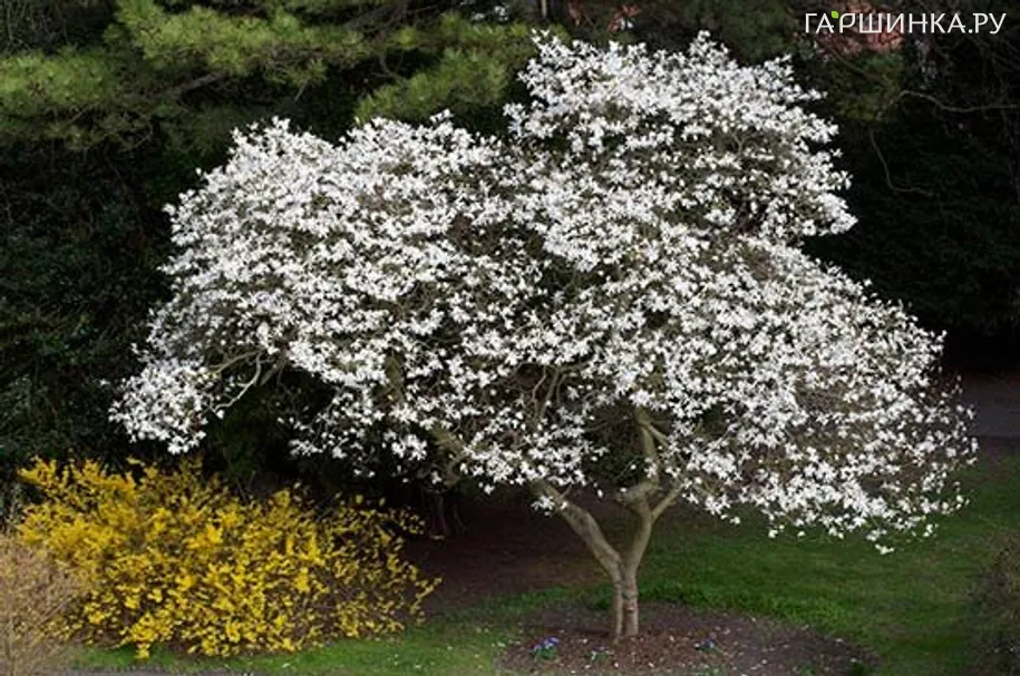 Магнолия кобус