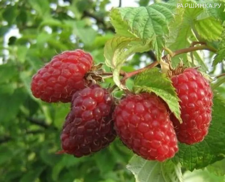 Малина Пересвет красная