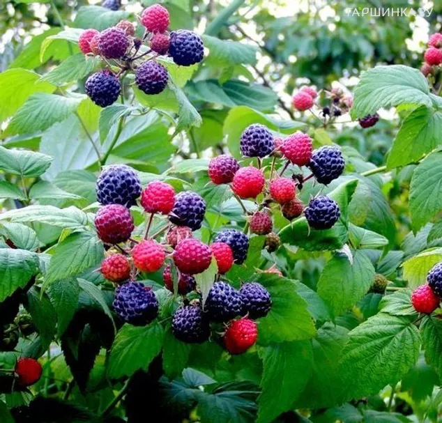 Малина Кумберленд черная