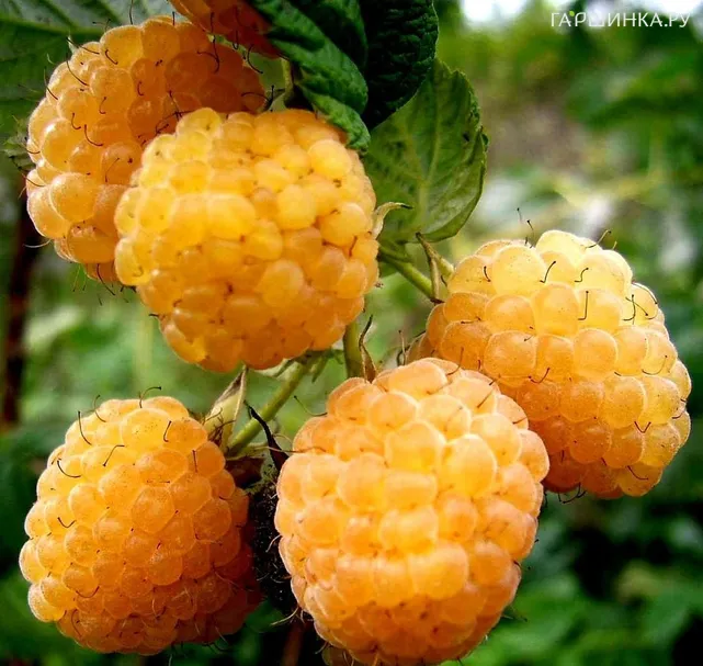 Малина Золотые Купола ремонтантная