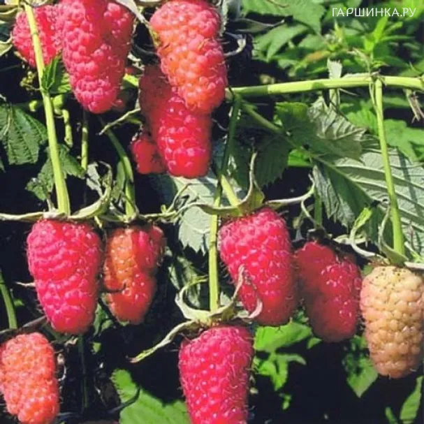 Малиновое дерево (Малина штамбовая) Сказка бесшипная