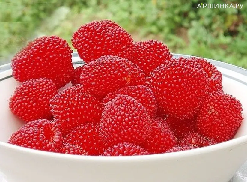 Малина тибетская (земляничная)