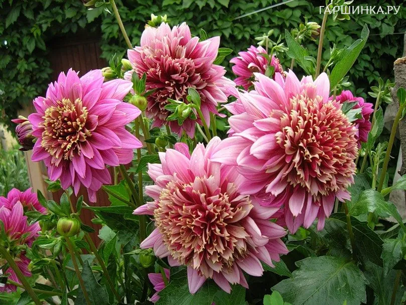 Георгина Мамбо анемоновидная