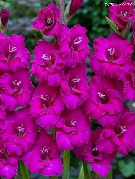 Гладиолус Мануэла 5 шт.