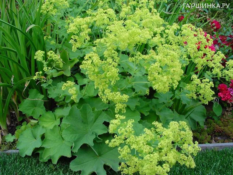 Манжетка мягкая Робустика