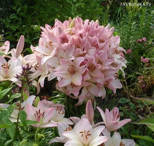 Лилия Марлен азиатская 2 шт розовая