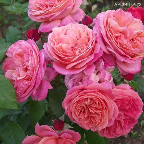 Роза Мэри Энн чайно-гибридная, Тантау (лиц)