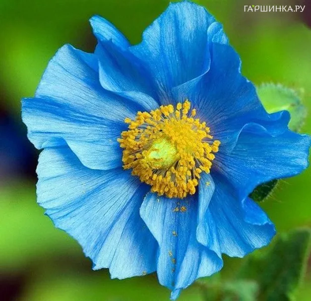 Меконопсис буквицелистный