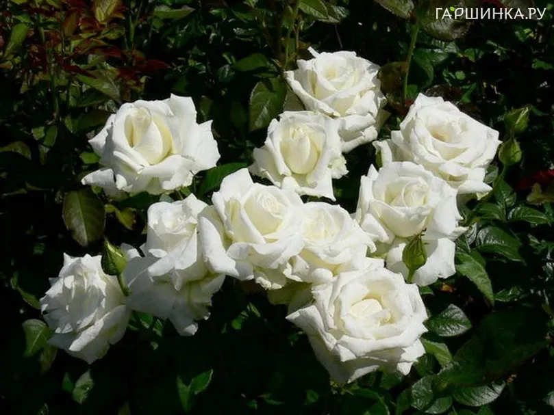 Роза Метрополитен чайно-гибридная, Топалович (лиц)