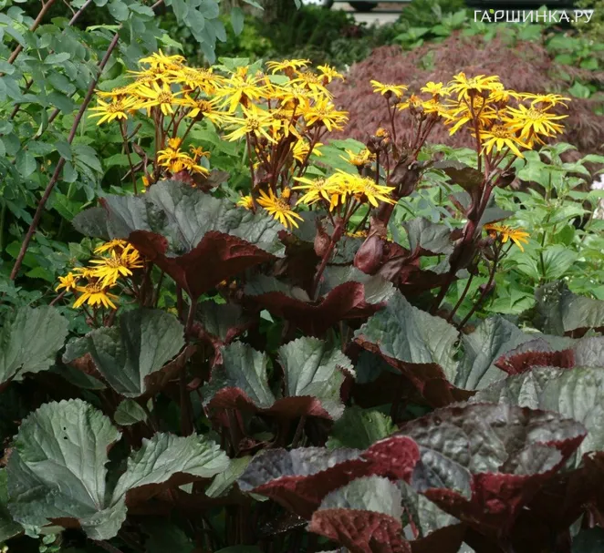 Бузульник зубчатый Миднайт Леди