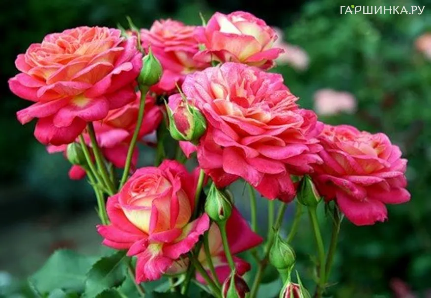 Роза Даск флорибунда, Imperial Rose