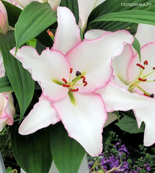 Лилия Миллесимо восточная /2 шт