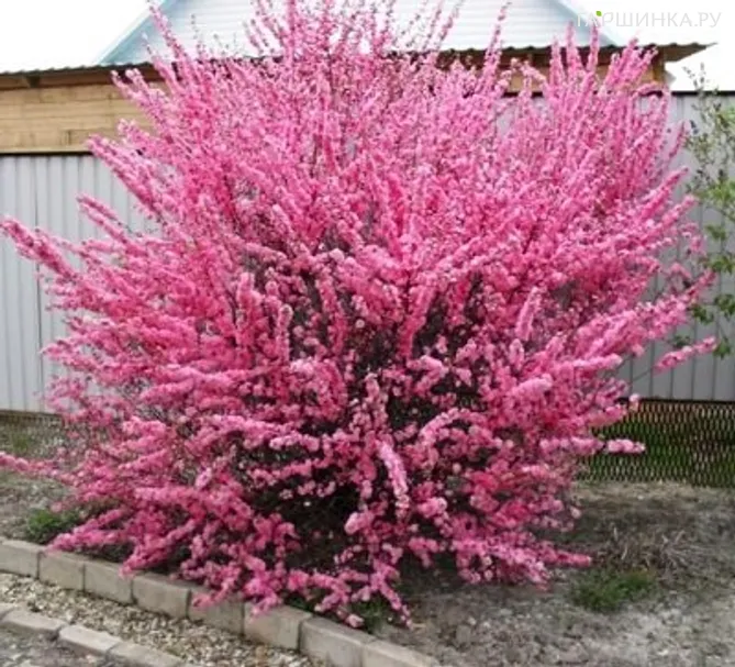 Миндаль трехлопастной Роземунд