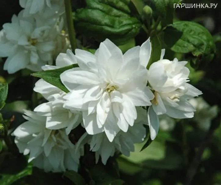 Чубушник Миннесота Сноуфлейк