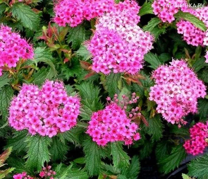 Спирея Криспа