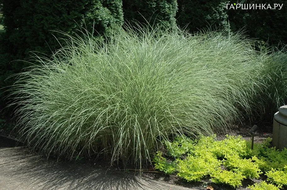 Мискантус Монинг Лайт