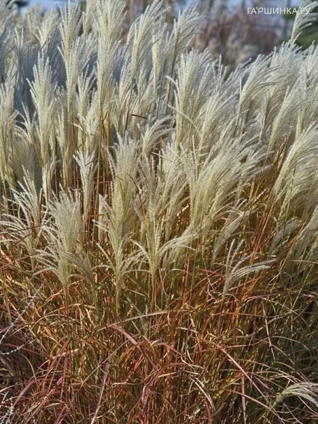 Мискантус Пурпурасценс