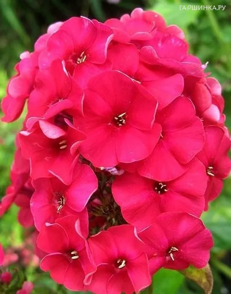 Флокс метельчатый Мисс Мэри