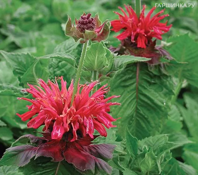 Монарда Фаерболл