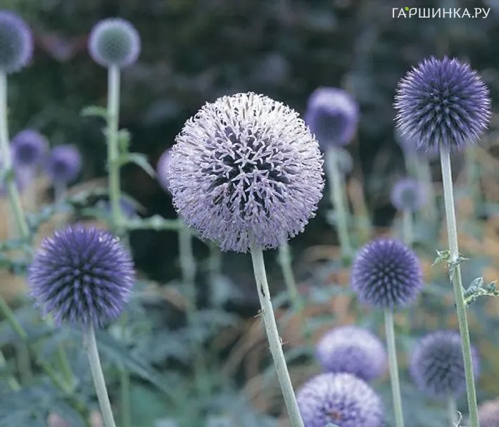 Мордовник обыкновенный Тэплоу Блю