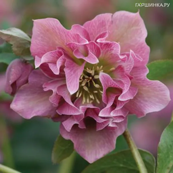 Морозник махровый Дабл Эллен Пинк