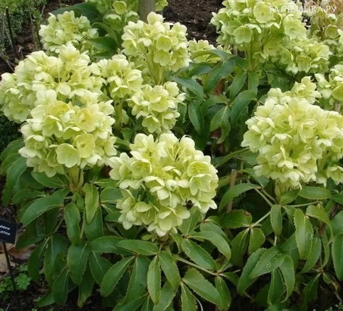 Морозник падуболистный