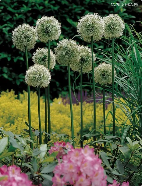 Лук декоративный Маунт Эверест