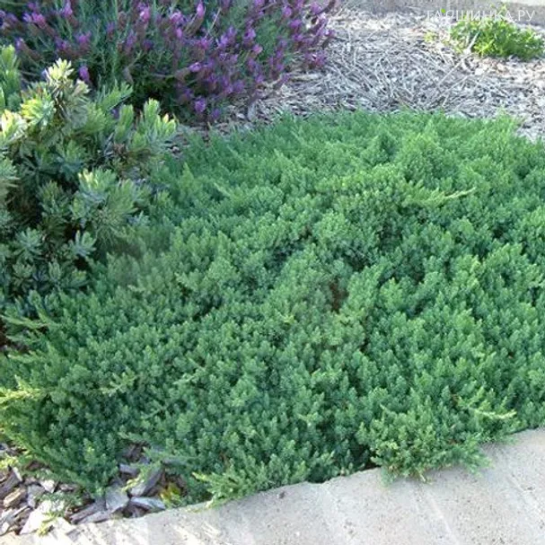 Можжевельник прибрежный Блю Пасифик