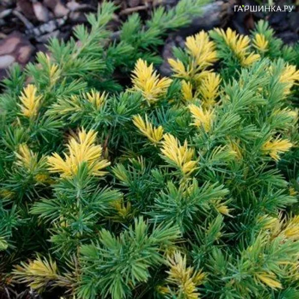 Можжевельник прибрежный Голден Вингс