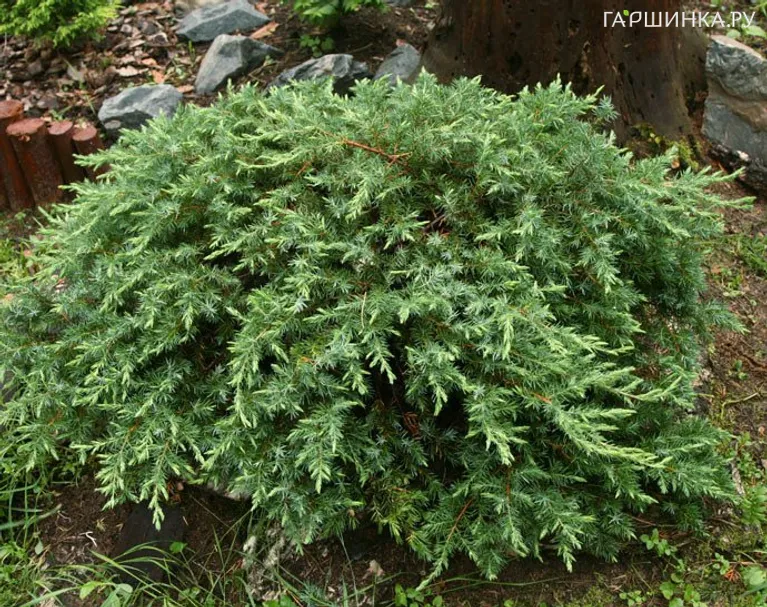 Можжевельник прибрежный Шлягер