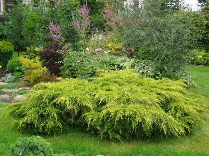 Можжевельник средний Голд Коаст