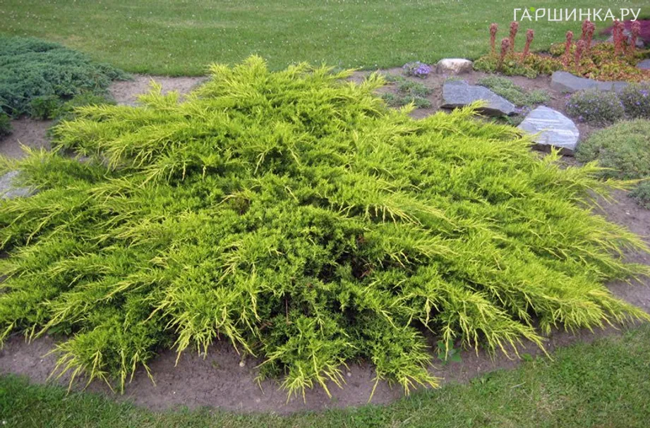 Можжевельник средний Пфитцериана Ауреа