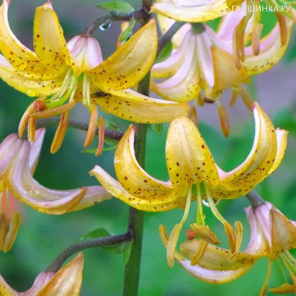 Лилия Мрс.Р.О.Бакхауз кудреватая/ 2шт