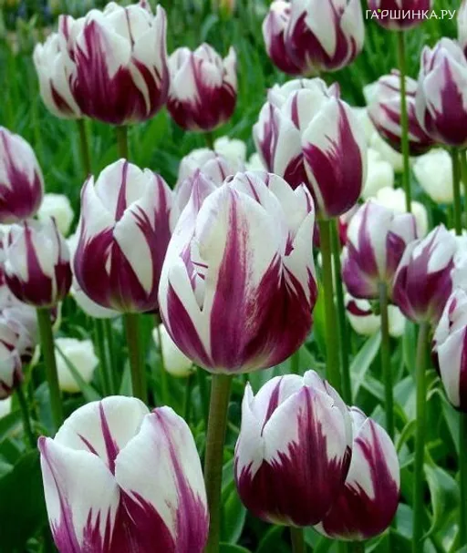 Тюльпан Multi Purple Flame многоцветковый 4шт