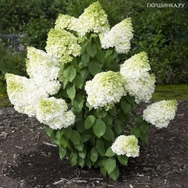 Гортензия Мэджикал Мунлайт (Волшебный лунный свет) метельчатая