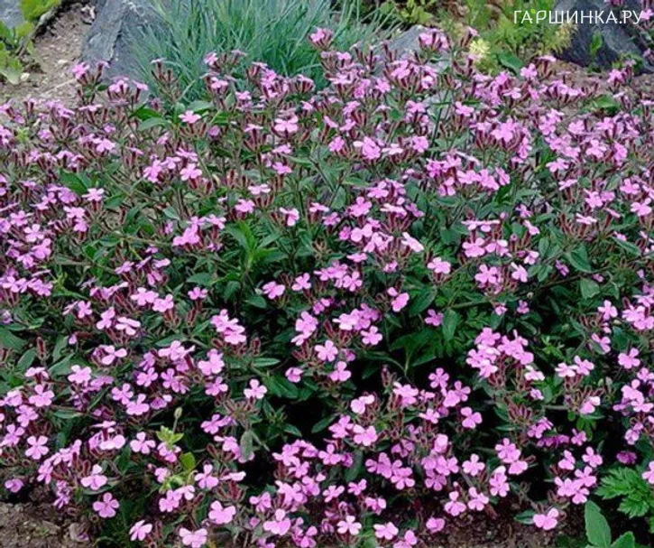 Мыльнянка базиликолистная
