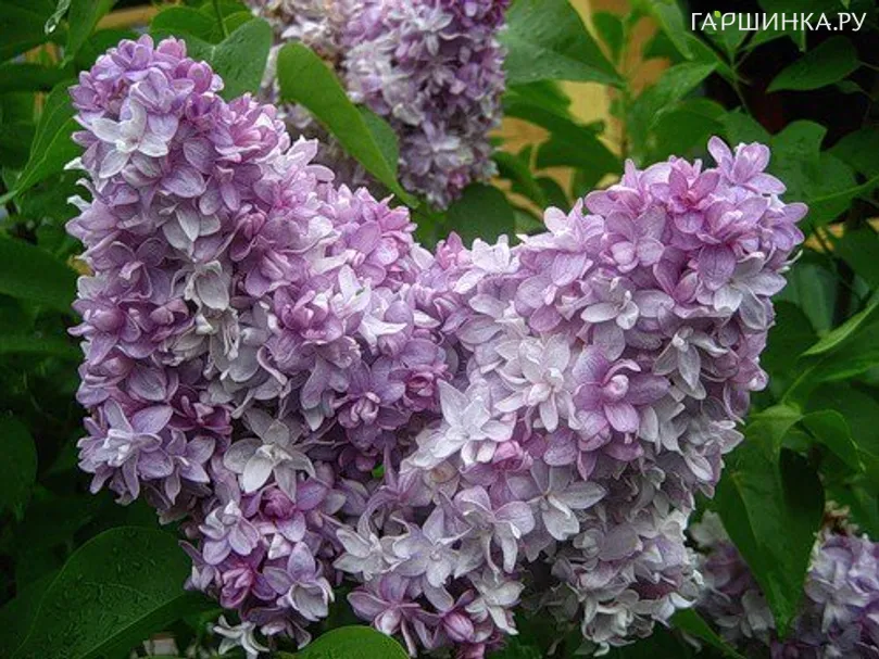 Сирень Надежда