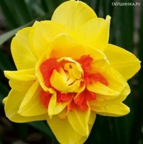 Нарцисс Монца махровый 5шт