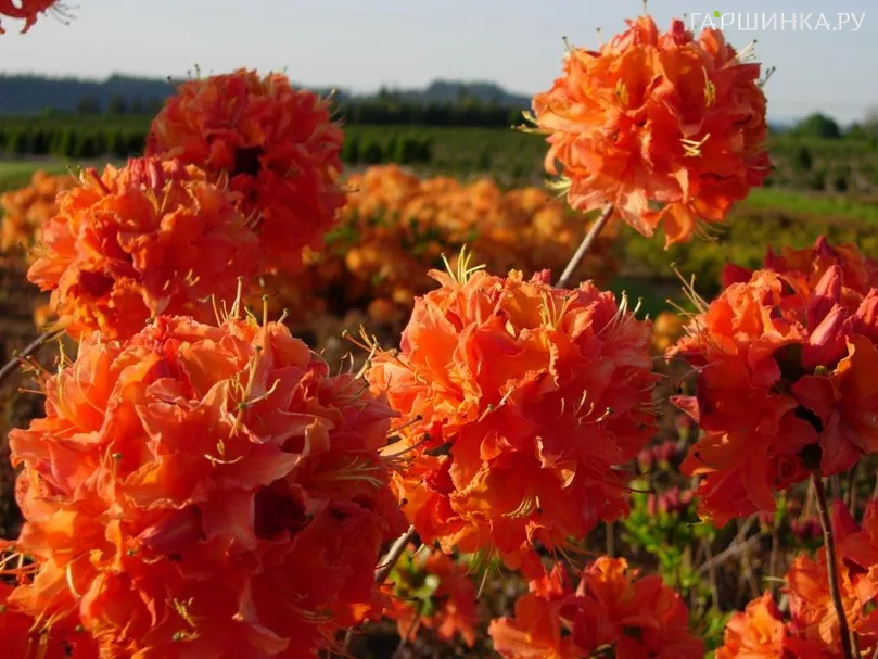 Рододендрон (Азалия) Мандарин Лайтс