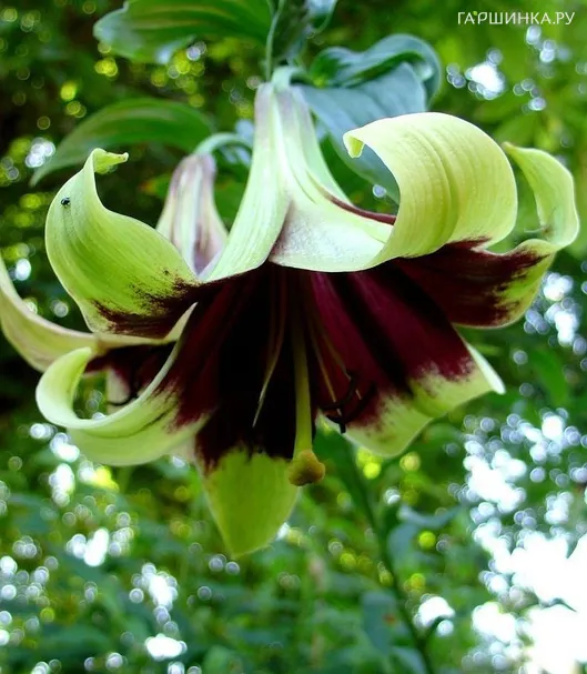 Лилия Непаленс лонгифлорум/ 2шт