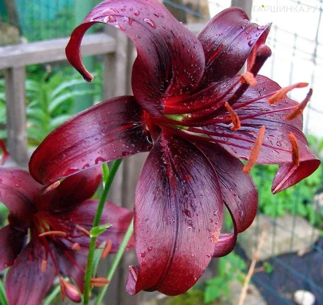 Лилия Найт Флайер тигровая/ 2шт