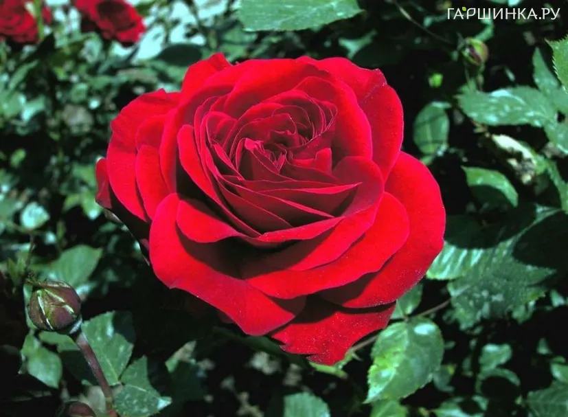 Роза Нина Вейбул флорибунда, Империал Роуз Imperial Rose