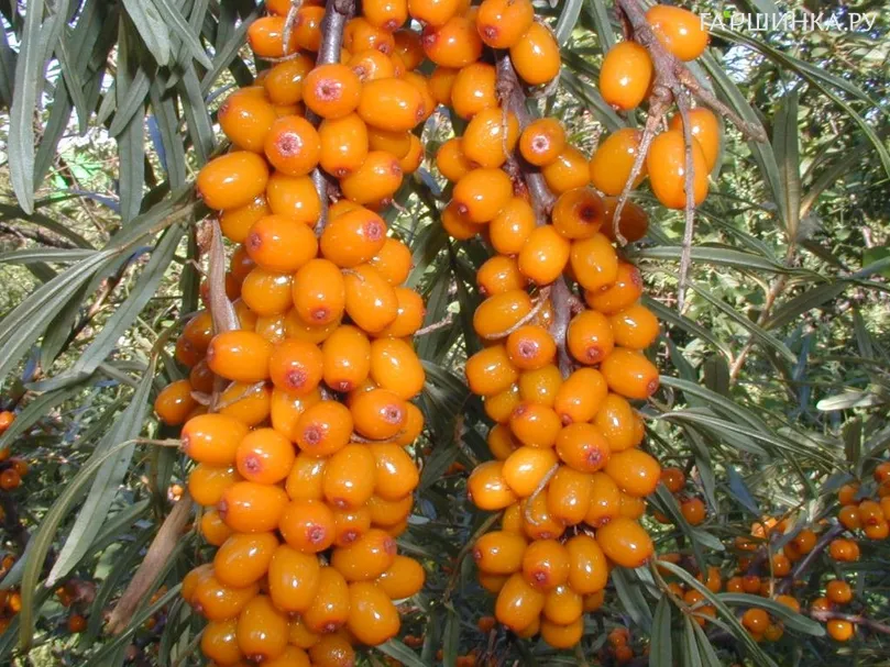 Облепиха Ботаническая ароматная